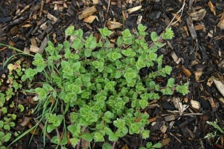 Mouse ear chickweed